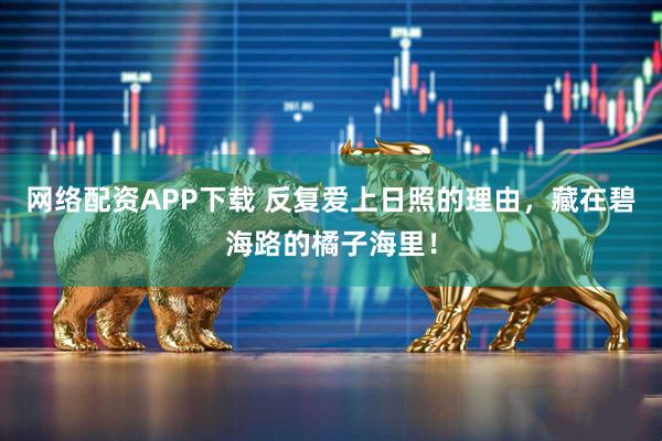 网络配资APP下载 反复爱上日照的理由，藏在碧海路的橘子海里！